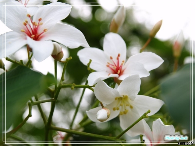 三義油桐花 & 睡蓮 by E-500 + Sigma 18-50 f/2.8 Macro