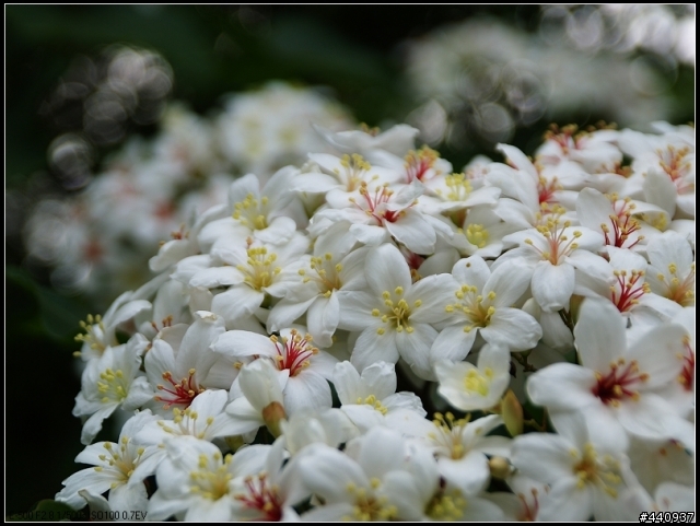 用E-500+Sigma 18-50mm 拍桐花之美