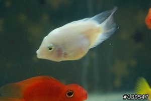 [ 求助 ] 養魚的朋友幫幫忙...