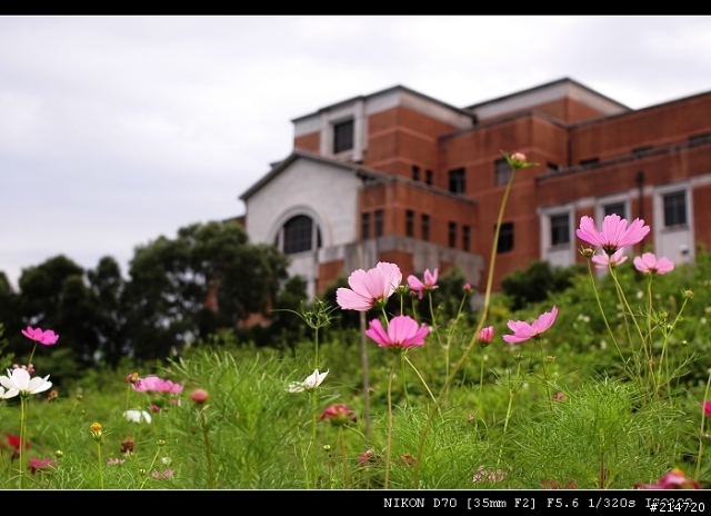 台大農場-大波斯菊