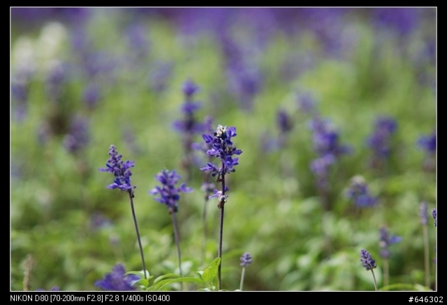 [分享]Sigma 70-200 F2.8 APO EX DG MACRO HSM