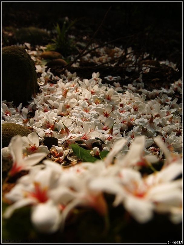用E-500+Sigma 18-50mm 拍桐花之美