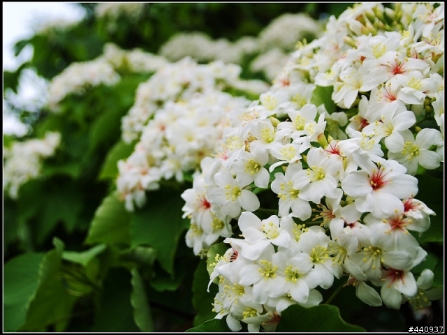 用E-500+Sigma 18-50mm 拍桐花之美