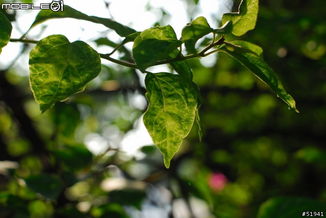[分享] Nikon Ai-S 35mm F1.4  Q感入手