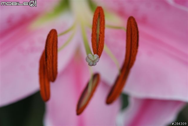 尼康鏡下的香港花展微距世界