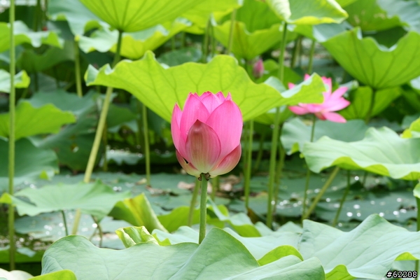 [分享]我終於體驗到小小白IS的威力了