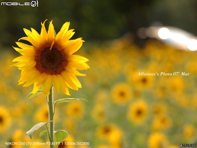 Sigma 70-200mm F2.8 EX HSM  Macro 解毒一下!!