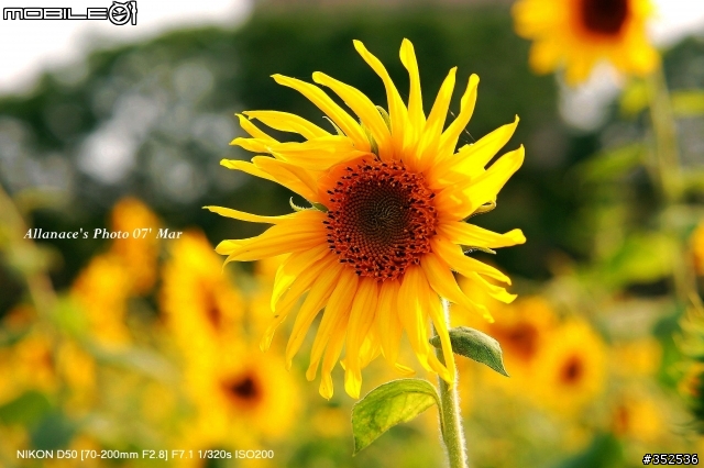 Sigma 70-200mm F2.8 EX HSM  Macro 解毒一下!!