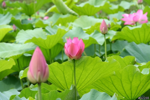 [分享]我終於體驗到小小白IS的威力了