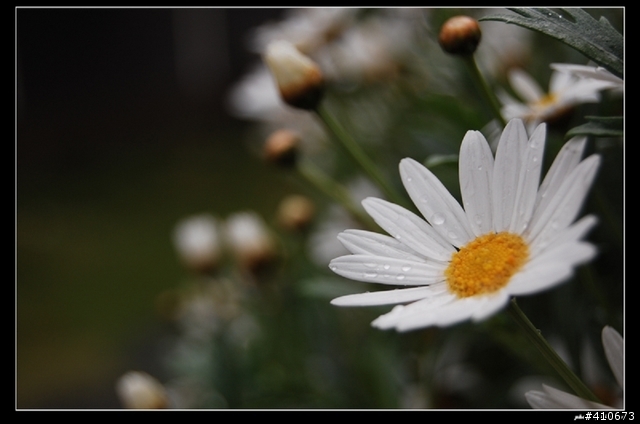 D40使用心得（附圖）