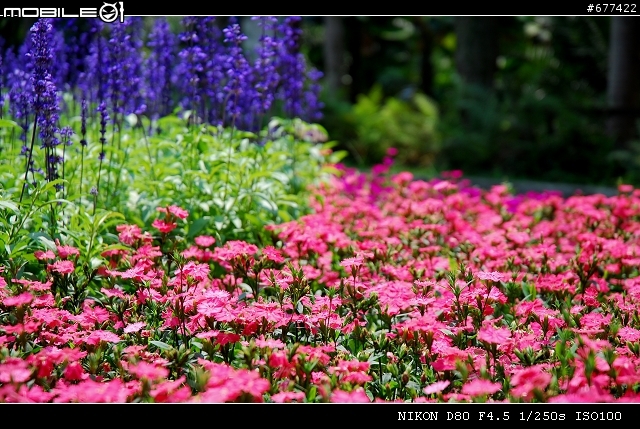 ~~植物園隨拍~~