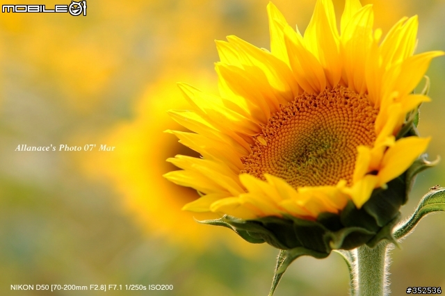 Sigma 70-200mm F2.8 EX HSM  Macro 解毒一下!!