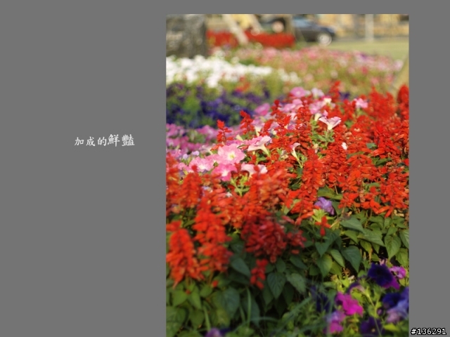 [心得分享]E500 & 17.5-45MM & OM 50MM 1.8 & AF 2800 之"倒"聽"圖"說(圖多老花眼勿近)