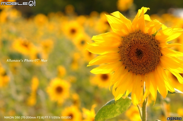 Sigma 70-200mm F2.8 EX HSM  Macro 解毒一下!!