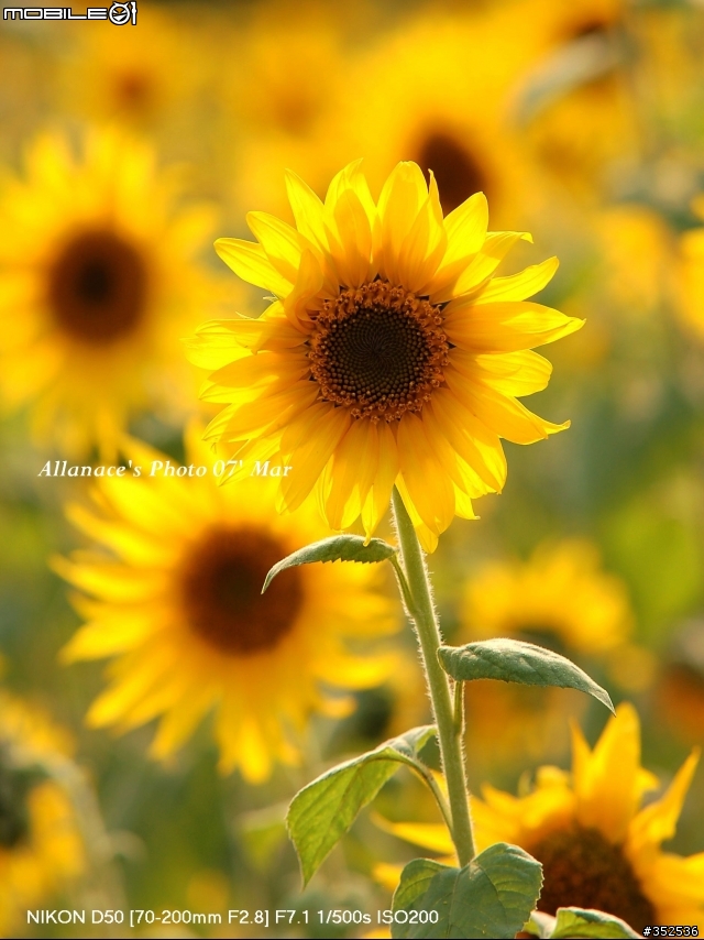 Sigma 70-200mm F2.8 EX HSM  Macro 解毒一下!!