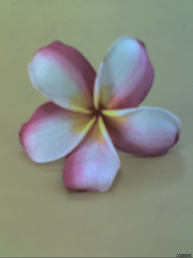 這是什麼花~?