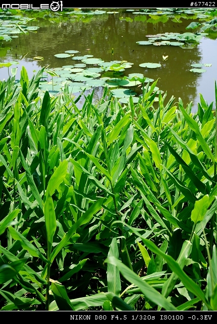 ~~植物園隨拍~~