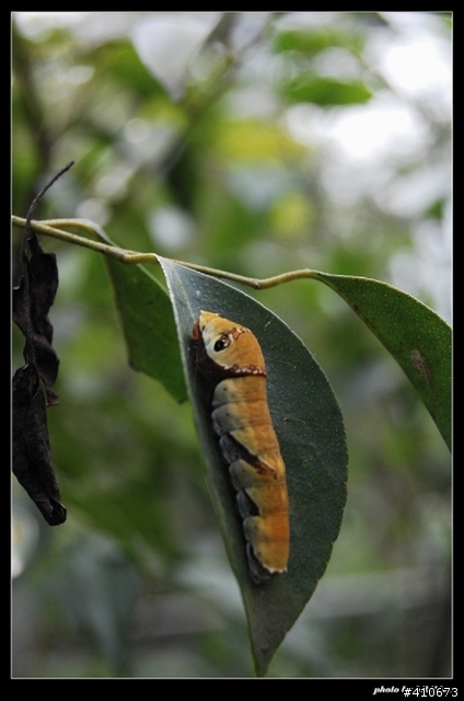 D40使用心得（附圖）