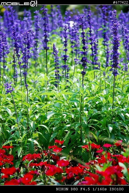 ~~植物園隨拍~~