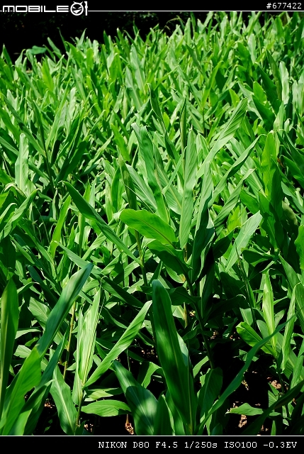 ~~植物園隨拍~~