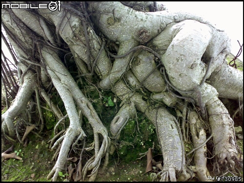 上海植物园游- N73微距拍摄样张！