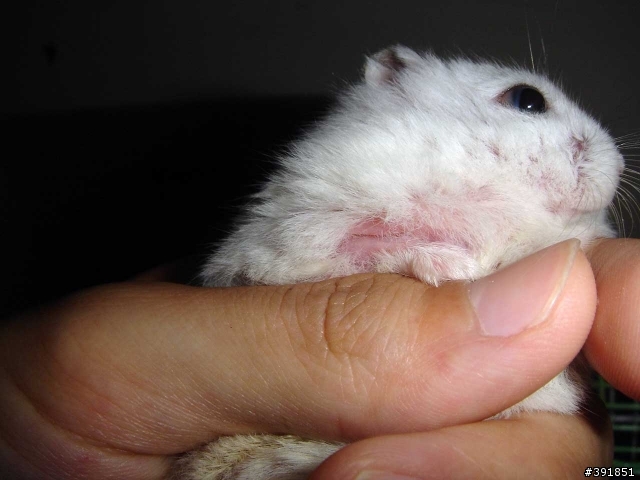 我養的銀狐鼠生病了嗎?(有圖)