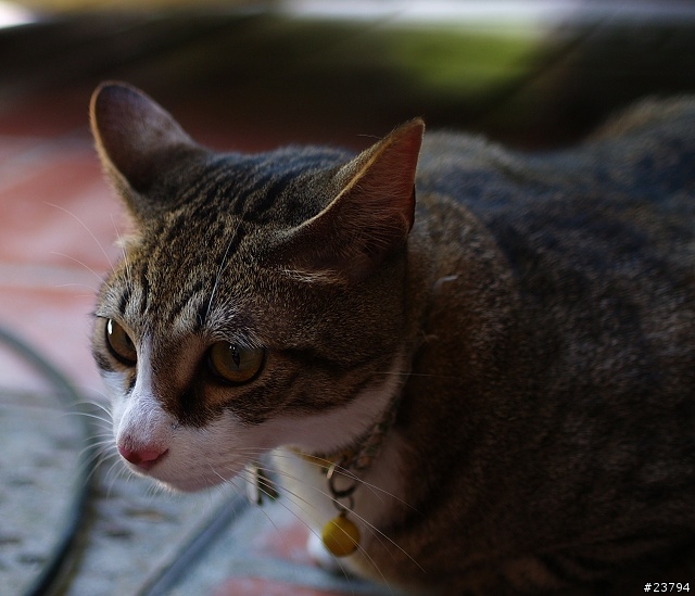SIGMA 24MM/F1.8 MACRO FOR OLYMPUS 入手...