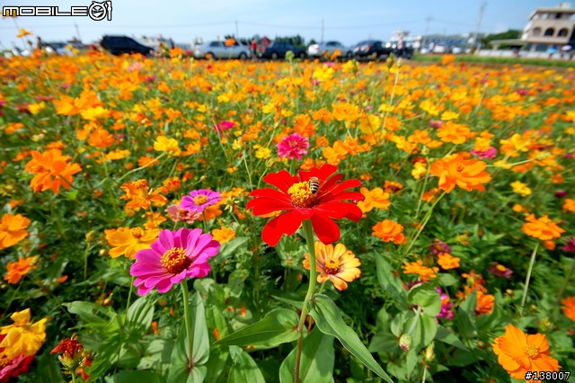 2007淡水花海節
