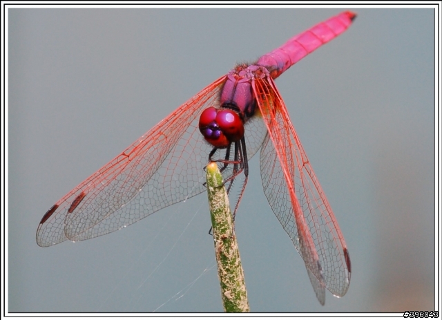 [開箱分享] Tamron SP AF 180mm F3.5 Di LD Macro 首發(圖多)