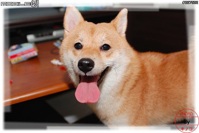 [D80長期分享][2007.08.13更新]新手分享購入及使用心得
