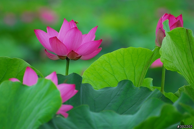 [D200]彷如人間仙境-三重疏洪荷花公園