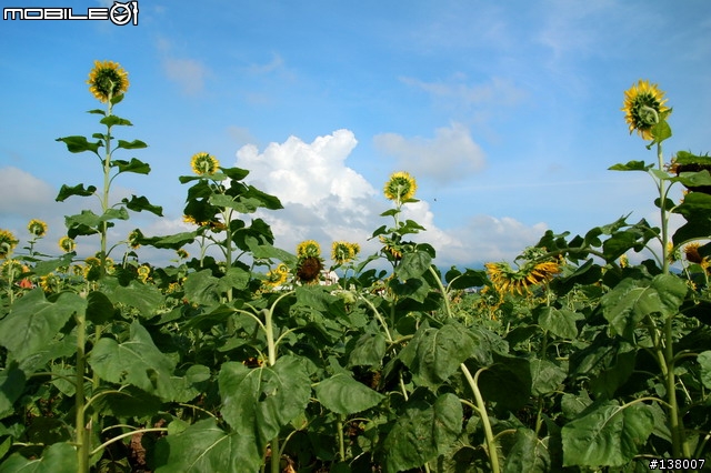 2007淡水花海節