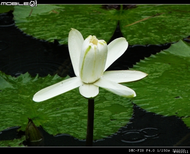 panasonic fz8試拍分享