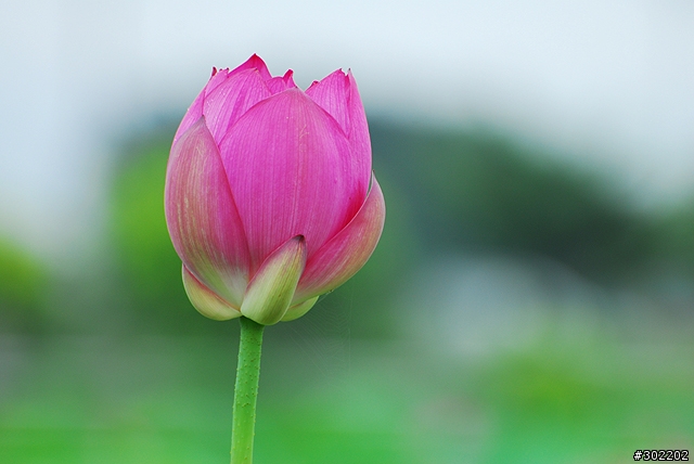 [D200]彷如人間仙境-三重疏洪荷花公園