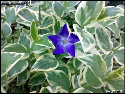 上海植物园游- N73微距拍摄样张！