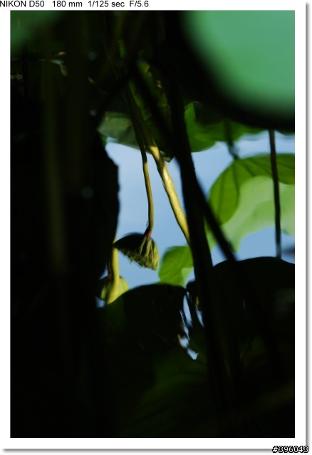 [開箱分享] Tamron SP AF 180mm F3.5 Di LD Macro 首發(圖多)