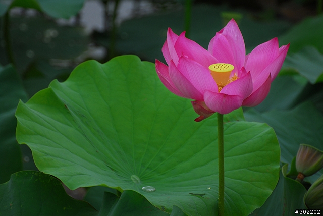 [D200]彷如人間仙境-三重疏洪荷花公園