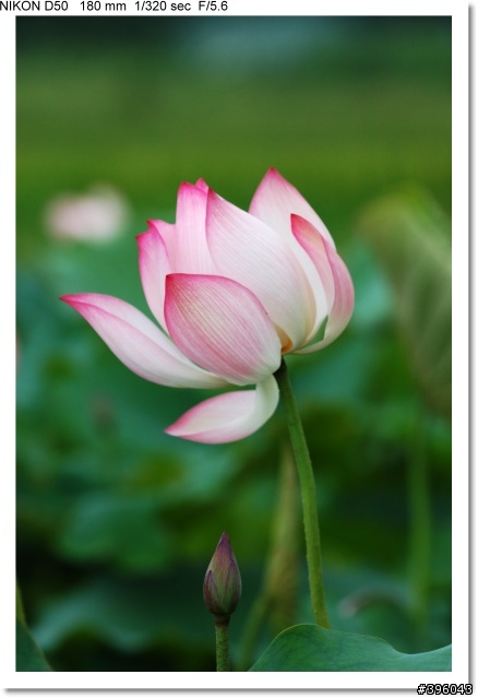 [開箱分享] Tamron SP AF 180mm F3.5 Di LD Macro 首發(圖多)