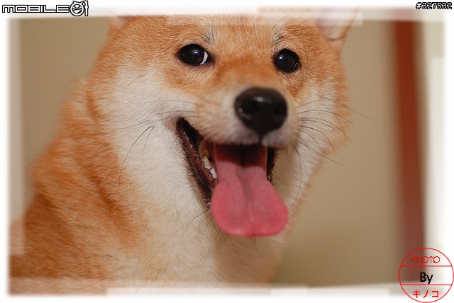 [D80長期分享][2007.08.13更新]新手分享購入及使用心得