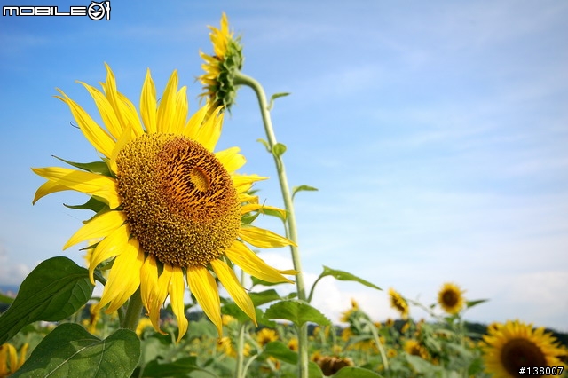 2007淡水花海節
