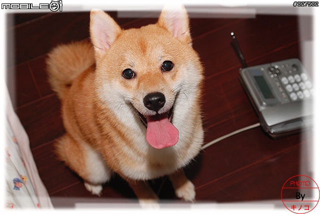 [D80長期分享][2007.08.13更新]新手分享購入及使用心得
