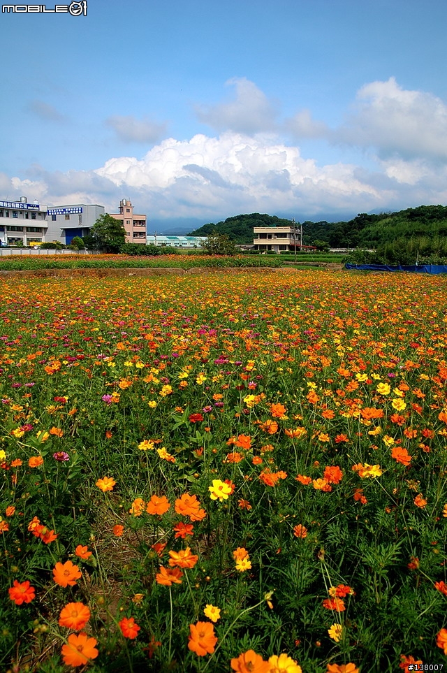 2007淡水花海節