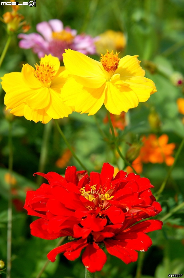 2007淡水花海節