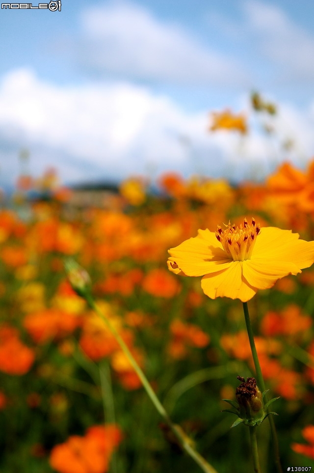 2007淡水花海節