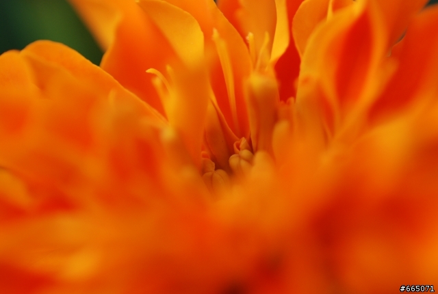 【開箱分享】Nikon Ai AF Micro Nikkor 60mm F2.8D 尼康優質微距鏡頭＆貼圖分享區