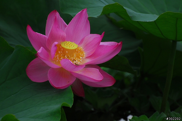 [D200]彷如人間仙境-三重疏洪荷花公園