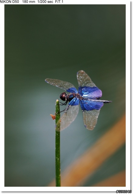 [開箱分享] Tamron SP AF 180mm F3.5 Di LD Macro 首發(圖多)