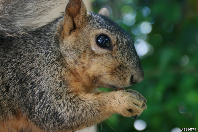 Squirrels _ close up look _Taken by 17-40mm
