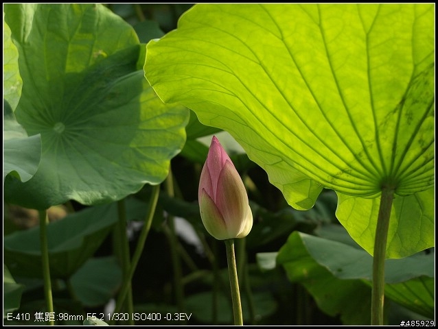 E-410+sigma 50-500 F4-6.3 的嘗試
