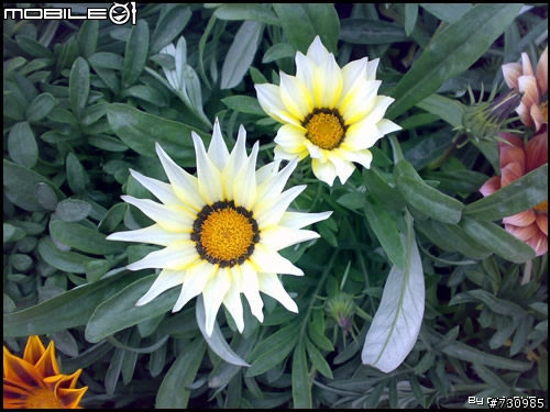 上海植物园游- N73微距拍摄样张！